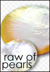 natural raw shells raw of pearls